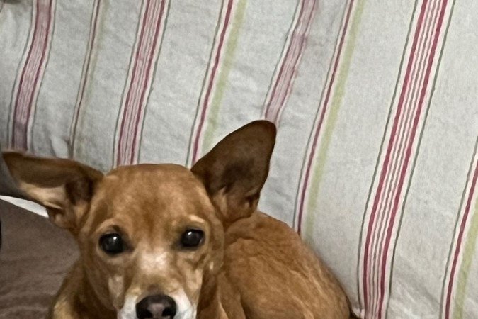 Capirruchinha completou 15 anos em fevereiro 