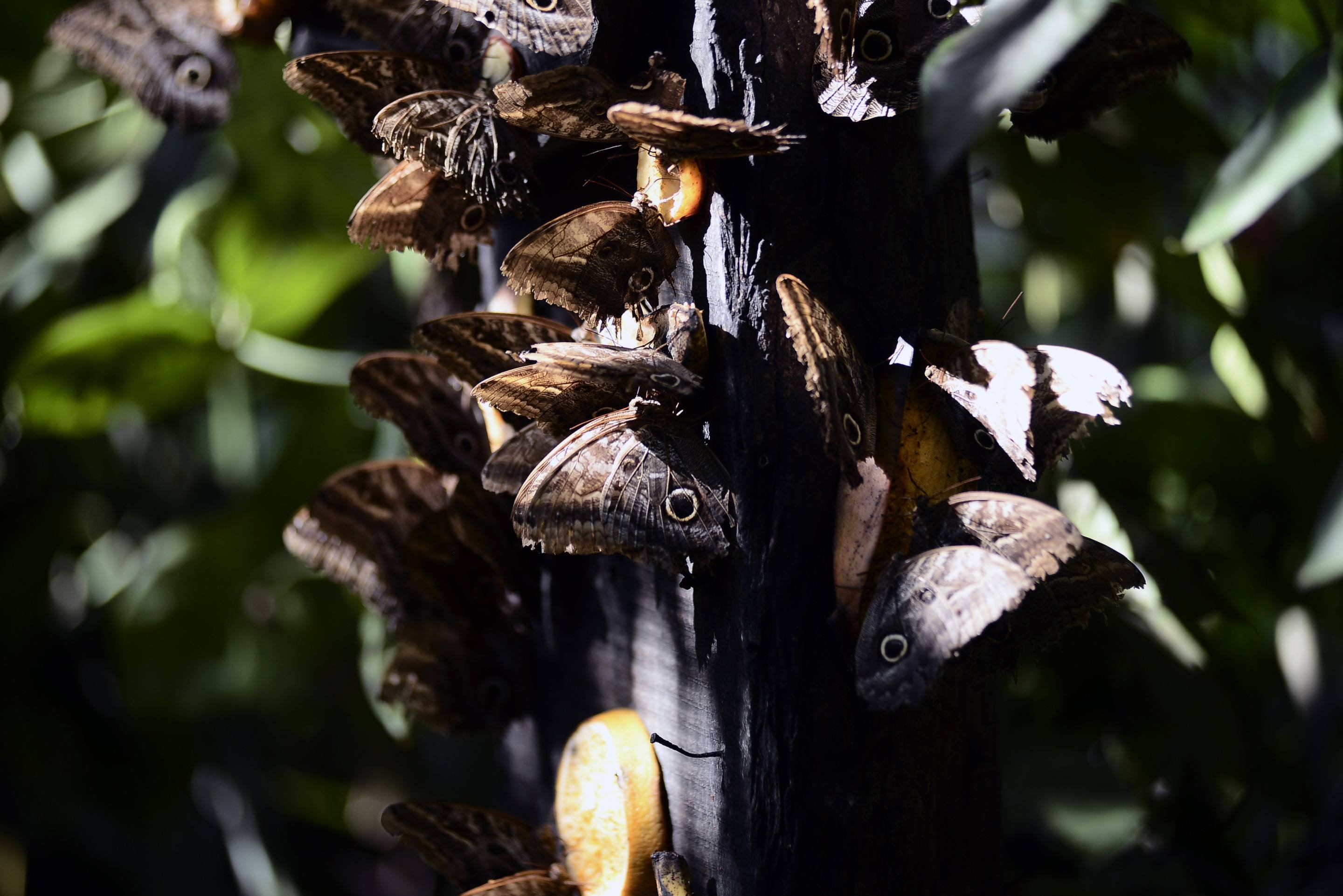  23/03/2026. Crédito: Minervino Júnior/CB/D.A Press. Brasil.  Brasilia - DF. Borboletário do Zoolágico de Brasília