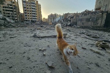 Gato caminha em meio a destroços de área bombardeada, no subúrbio de Haret Hreik, suposto bastião do Hezbollah, no sul de Beirute  -  (crédito: AFP)