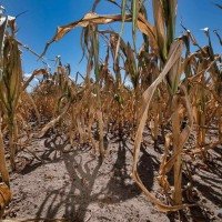 Secas extremas atingirão importantes regiões agrícolas mesmo com aumento de 2°C sobre níveis pré-industriais -  (crédito:  André Knzelmann/Divulgação )