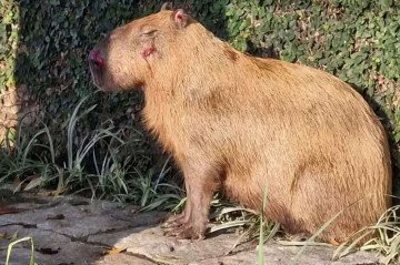 A capivara apresentou melhora clínica, mas há suspeita de perda de visão de um dos olhos
- (crédito: Reprodução/TV Globo) A capivara apresentou melhora clínica, mas há suspeita de perda de visão de um dos olhos
- (crédito: Reprodução/TV Globo)