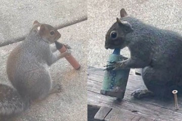 Milhares de aparelhos continuam sendo descartados de forma irregular em espaços públicos e podem atrair animais - (crédito: Reprodução/Redes sociais) Milhares de aparelhos continuam sendo descartados de forma irregular em espaços públicos e podem atrair animais - (crédito: Reprodução/Redes sociais)