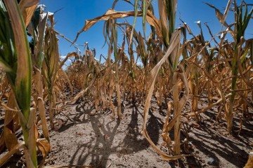 Secas extremas atingirão importantes regiões agrícolas mesmo com aumento de 2°C sobre níveis pré-industriais -  (crédito:  André Knzelmann/Divulgação )