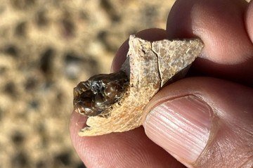 Fragmento mandibular de Masripithecus moghraensis  -  (crédito: Professor Hesham Sallam)