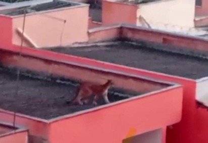 Fora do habitat habitual, o animal passou a transitar pela área urbana, possivelmente em busca de alimento -  (crédito: Crédito: CBMMG) -Fora do habitat habitual, o animal passou a transitar pela área urbana, possivelmente em busca de alimento -  (crédito: Crédito: CBMMG)