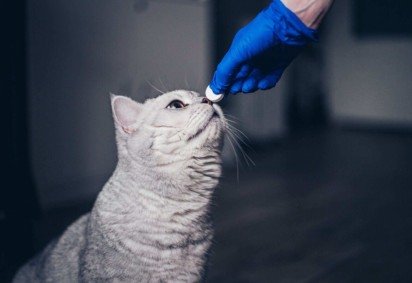 Vermifugação é muito importante para prevenir e tratar vermes em pets (Imagem: TarasBeletskiy | Shutterstock)
 -  (crédito: EdiCase) -Vermifugação é muito importante para prevenir e tratar vermes em pets (Imagem: TarasBeletskiy | Shutterstock)
 -  (crédito: EdiCase)