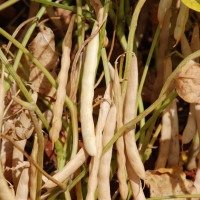 Registros foram aprovados nas Américas do Sul, do Norte e na Europa -  (crédito:  Guilherme Viana)