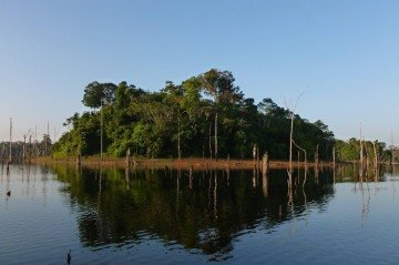 Mesmo pequenos aumentos na cobertura de árvores aumenta aves na região -  (crédito: Ilha da floresta amazônica)