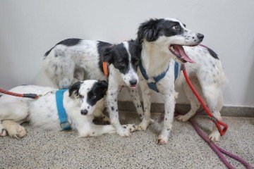 A Sepan-DF está com novo edital aberto para credenciamento de clínicas veterinárias para participar do programa Castra DF - (crédito: | Foto: Joel Rodrigues/Agência Brasília) A Sepan-DF está com novo edital aberto para credenciamento de clínicas veterinárias para participar do programa Castra DF - (crédito: | Foto: Joel Rodrigues/Agência Brasília)