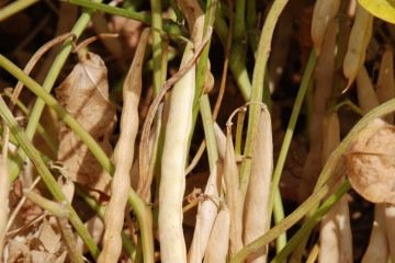 Registros foram aprovados nas Américas do Sul, do Norte e na Europa - (crédito: Guilherme Viana) Registros foram aprovados nas Américas do Sul, do Norte e na Europa - (crédito: Guilherme Viana)