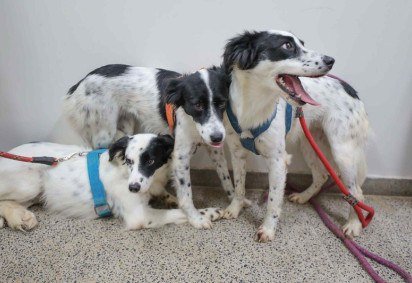 A Sepan-DF está com novo edital aberto para credenciamento de clínicas veterinárias para participar do programa Castra DF  -  (crédito:  | Foto: Joel Rodrigues/Agência Brasília) -A Sepan-DF está com novo edital aberto para credenciamento de clínicas veterinárias para participar do programa Castra DF  -  (crédito:  | Foto: Joel Rodrigues/Agência Brasília)