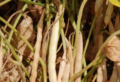 Registros foram aprovados nas Américas do Sul, do Norte e na Europa -  (crédito:  Guilherme Viana) -Registros foram aprovados nas Américas do Sul, do Norte e na Europa -  (crédito:  Guilherme Viana)