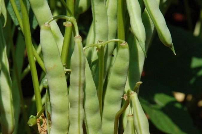 Houve melhoria no número de vagens e de grãos e no acúmulo de fósforo pela planta