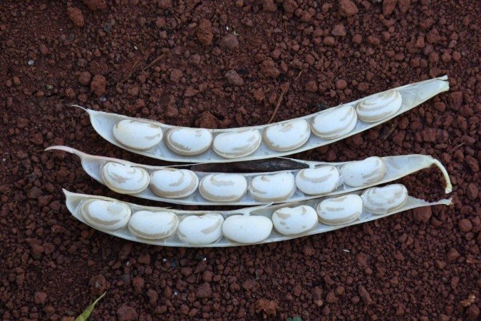  Carga produtiva - formação de vagens na planta de feijão