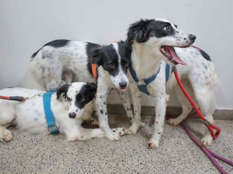 A Sepan-DF está com novo edital aberto para credenciamento de clínicas veterinárias para participar do programa Castra DF  -  (crédito:  | Foto: Joel Rodrigues/Agência Brasília)