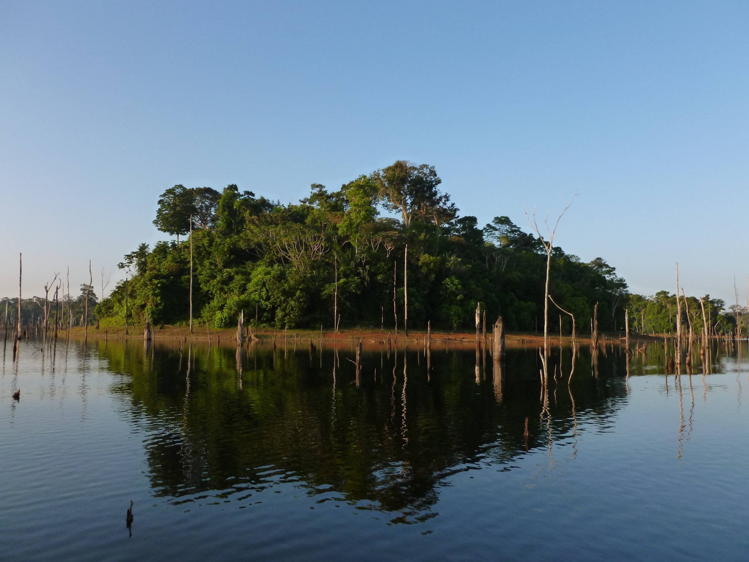 Cientistas brasileiros descobrem nova estratégia para preservar aves