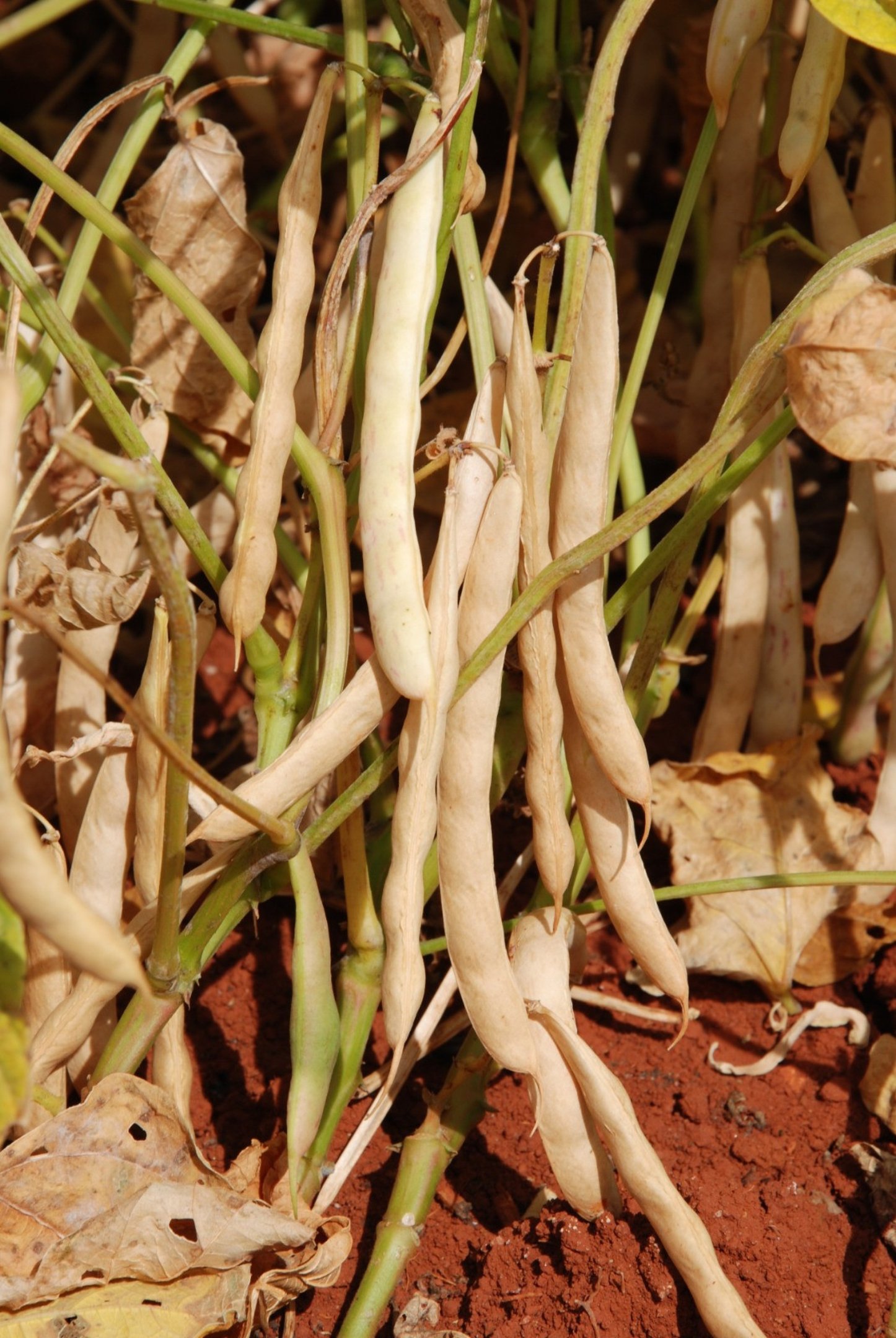 Produto desenvolvido pela Embrapa é alternativa para feijões sustentáveis