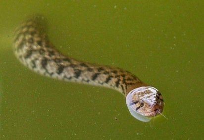 Breno e Milena Almeida durante extração e processamento do veneno de jararaca, da espécie <em>Bothrops atrox</em> -  (crédito: Juana Carvalho) -Breno e Milena Almeida durante extração e processamento do veneno de jararaca, da espécie <em>Bothrops atrox</em> -  (crédito: Juana Carvalho)