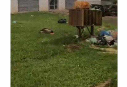 Animais estavam em sacos de lixo -  (crédito: PCDF/Divulgação) -Animais estavam em sacos de lixo -  (crédito: PCDF/Divulgação)