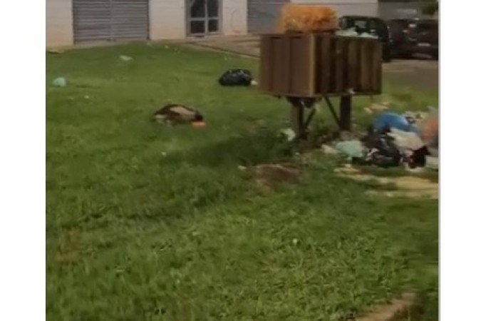 Animais estavam em sacos de lixo - (crédito: PCDF/Divulgação) Animais estavam em sacos de lixo - (crédito: PCDF/Divulgação)