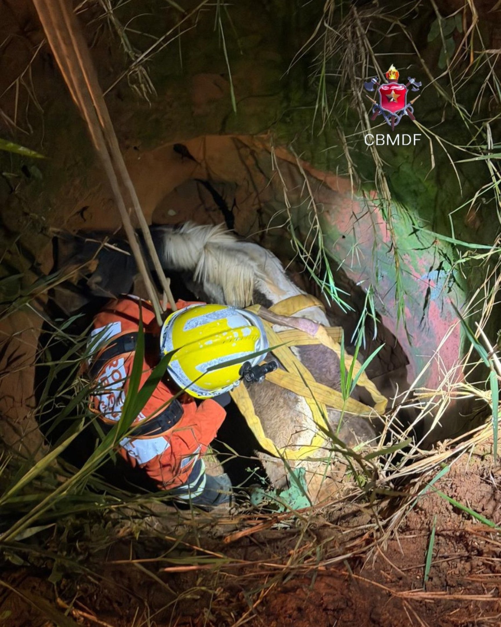 Égua é resgatada após cair em cisterna na Chapadinha em Brazlândia
