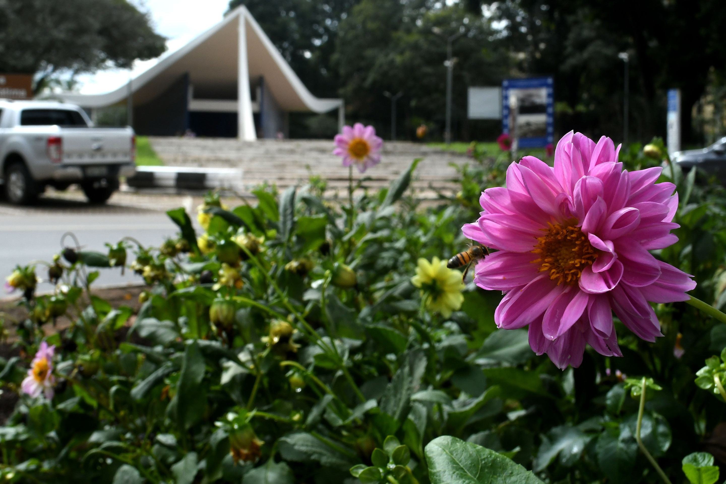 Brasília floresce e esbanja cores nas áreas residenciais, jardins e balões