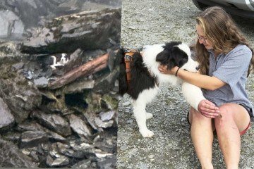 A equipe conseguiu identificar o animal na base da cachoeira -  (crédito: Reprodução/Redes sociais)