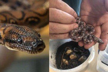 Jiboia nunca foi colocada em contato com um parceiro ao longo de sua vida -  (crédito: Reprodução/Portsmouth College) -Jiboia nunca foi colocada em contato com um parceiro ao longo de sua vida -  (crédito: Reprodução/Portsmouth College)