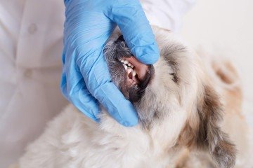É necessária a realização de higiene oral diária ou, no mínimo, três vezes por semana para a saúde bucal do animal - (crédito: Freepik) É necessária a realização de higiene oral diária ou, no mínimo, três vezes por semana para a saúde bucal do animal - (crédito: Freepik)