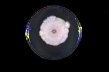 olônia da bactéria Bacillus subtilis, cultivada em meio sólido, mostra como elas se organizam e crescem coletivamente  -  (crédito: Reprodução - Elvina Smith / University)