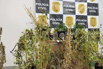 Polícia apreendeu diversos pés de maconha -  (crédito: PCDF/Divulgação)