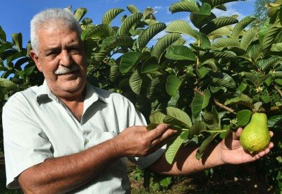 Vitor cultiva cerca de quatro hectares de goiaba -  (crédito:  Marcelo Ferreira/CB/D.A Press) -Vitor cultiva cerca de quatro hectares de goiaba -  (crédito:  Marcelo Ferreira/CB/D.A Press)