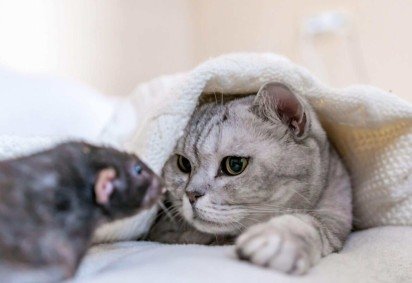 Apesar do instinto natural de caça, o contato com ratos pode colocar a saúde dos felinos em risco (Imagem: svetograph | Shutterstock) -  (crédito: EdiCase) -Apesar do instinto natural de caça, o contato com ratos pode colocar a saúde dos felinos em risco (Imagem: svetograph | Shutterstock) -  (crédito: EdiCase)