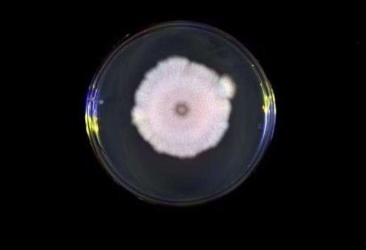 olônia da bactéria Bacillus subtilis, cultivada em meio sólido, mostra como elas se organizam e crescem coletivamente  -  (crédito: Reprodução - Elvina Smith / University) -olônia da bactéria Bacillus subtilis, cultivada em meio sólido, mostra como elas se organizam e crescem coletivamente  -  (crédito: Reprodução - Elvina Smith / University)