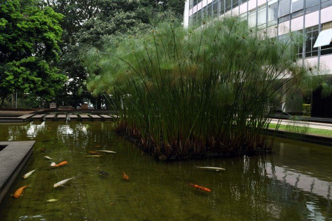 O laguinho de carpas é uma das atrações tradicionais da 308 Sul 