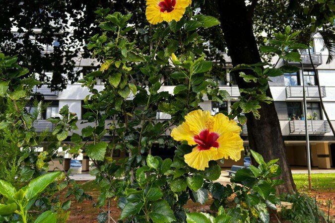 Papoulas amarelas na 105 Norte