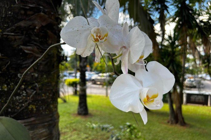 Orquídeas dão charme à paisageme são diferencial na 105 Norte