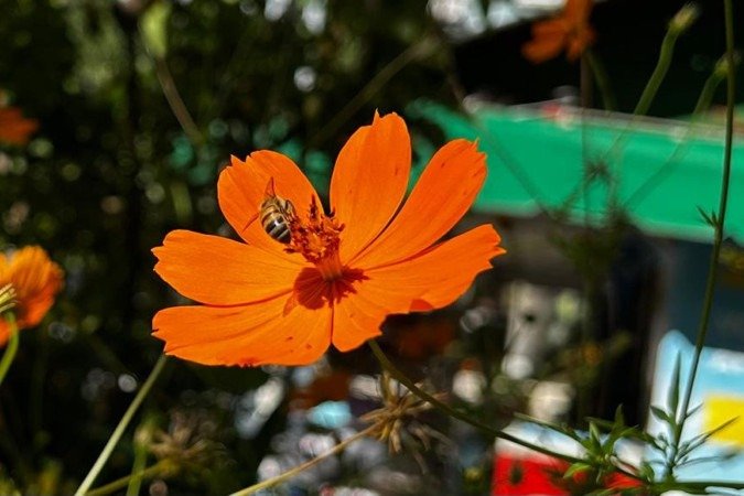 Na 105 Norte, as flores também fazem a alegria das abelhas