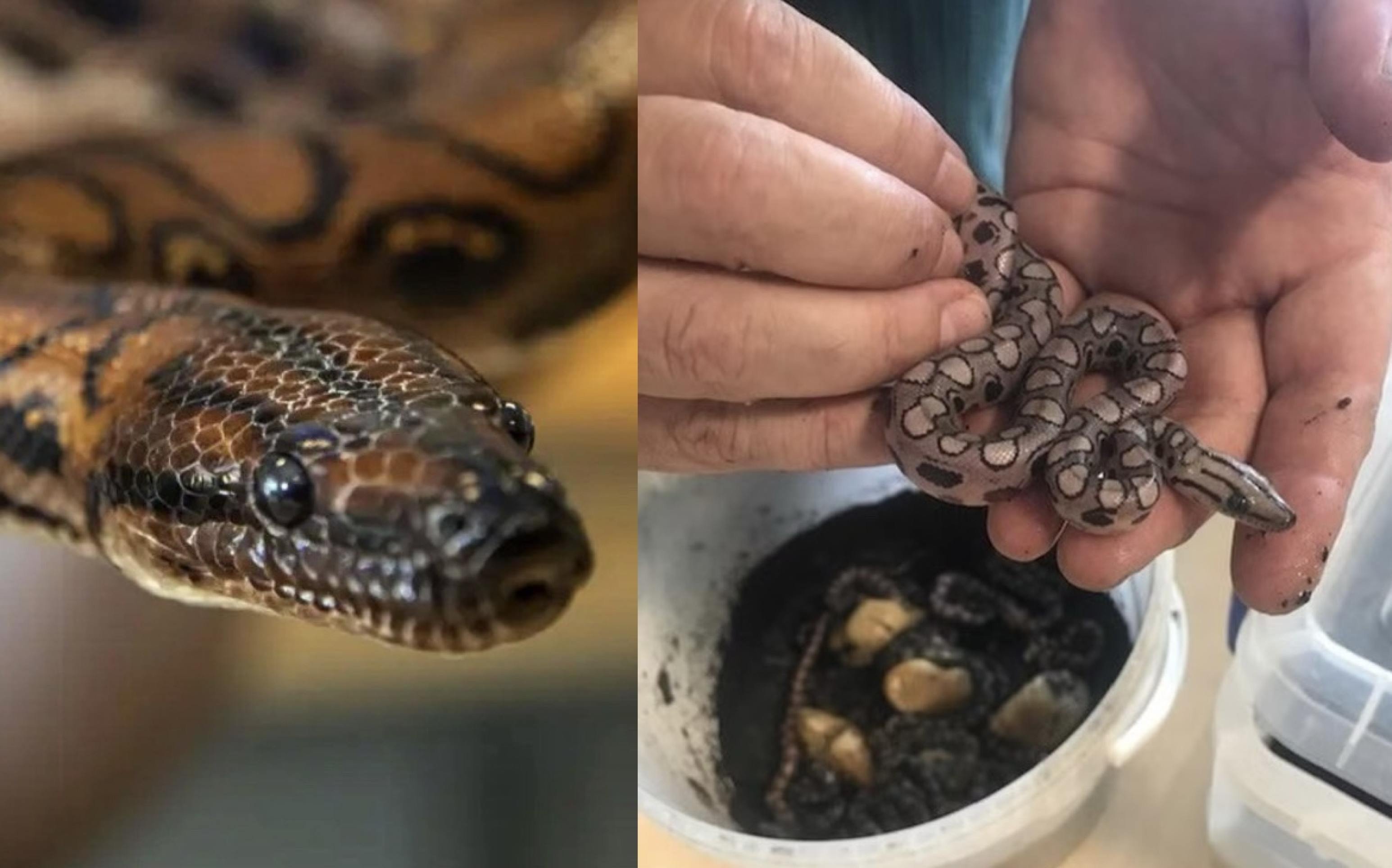 O mistério de Ronaldo: cobra brasileira tem filhotes sem macho