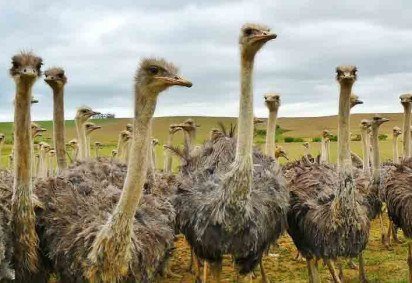 Espalhadas por diferentes regiões do planeta, algumas aves chamam atenção pelo tamanho. Veja a seguir quais são as maiores aves do planeta. -  (crédito:  Imagem de Anja por Pixabay) -Espalhadas por diferentes regiões do planeta, algumas aves chamam atenção pelo tamanho. Veja a seguir quais são as maiores aves do planeta. -  (crédito:  Imagem de Anja por Pixabay)