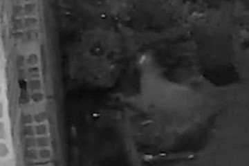 Onça ou gato? Novo flagrante em Esmeraldas levanta suspeita entre moradores