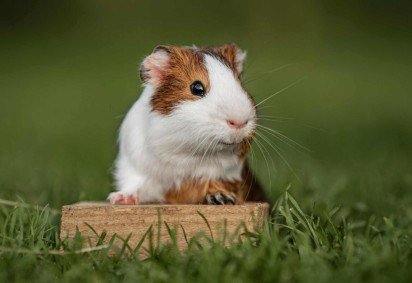 O porquinho-da-índia têm comportamentos e características bastante curiosos  (Imagem: Rita_Kochmarjova | Shutterstock)
 -  (crédito: EdiCase) -O porquinho-da-índia têm comportamentos e características bastante curiosos  (Imagem: Rita_Kochmarjova | Shutterstock)
 -  (crédito: EdiCase)