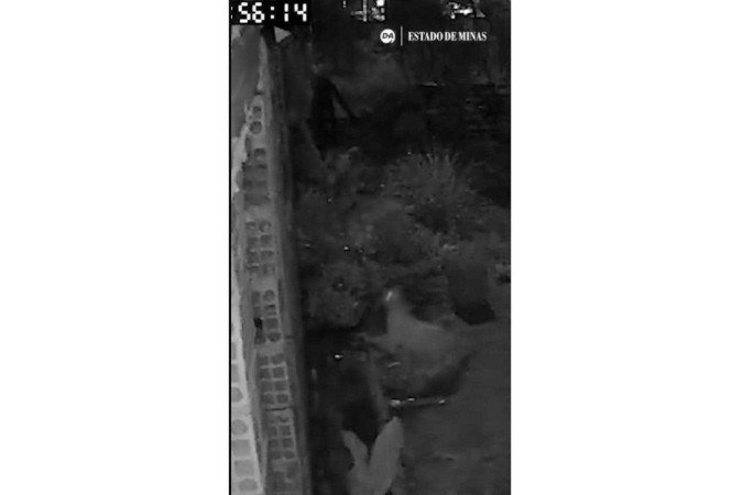 Suspeita de onça vista em Esmeraldas, na Grande BH, assusta moradores - (crédito: Arquivo pessoal/Reprodução) Suspeita de onça vista em Esmeraldas, na Grande BH, assusta moradores - (crédito: Arquivo pessoal/Reprodução)