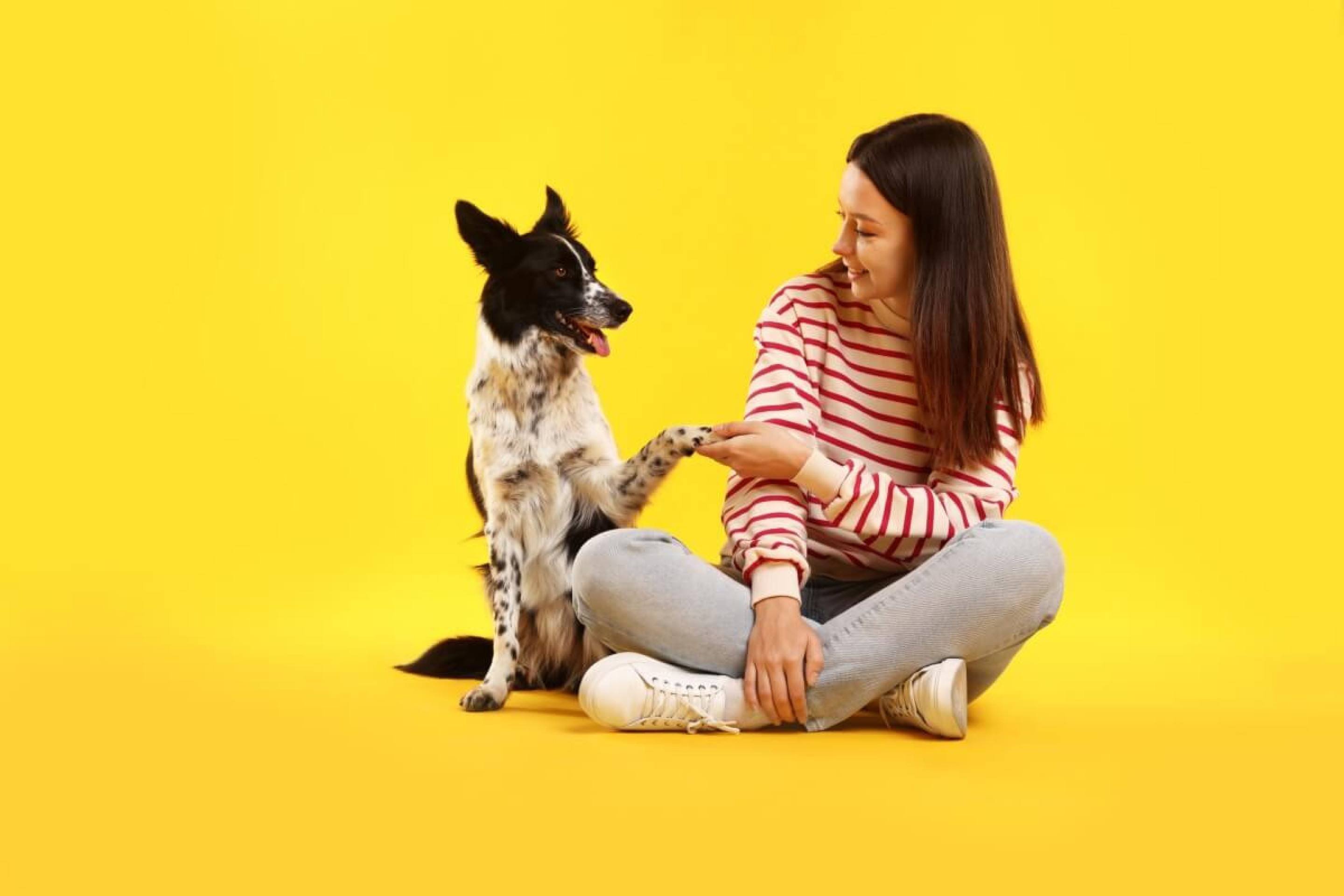 Ensinar comandos básicos ao cachorro é essencial para a comunicação com o tutor (Imagem: New Africa | Shutterstock)
- (crédito: EdiCase) Ensinar comandos básicos ao cachorro é essencial para a comunicação com o tutor (Imagem: New Africa | Shutterstock)
- (crédito: EdiCase)