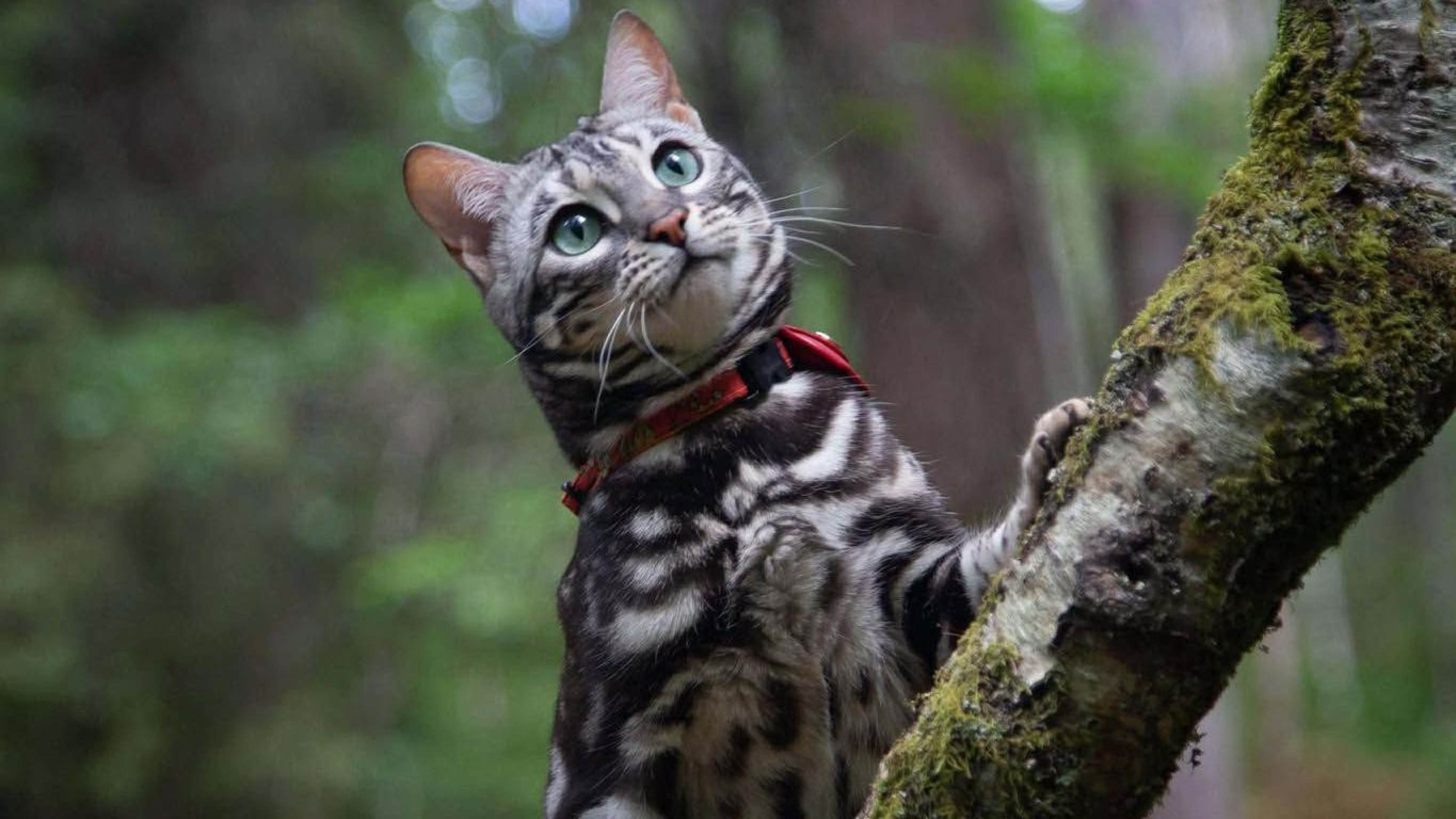 Roo é muito inteligente e usa botões de comunicação para se comunicar em casa, diz Alana - (crédito: Alana Kestle) Roo é muito inteligente e usa botões de comunicação para se comunicar em casa, diz Alana - (crédito: Alana Kestle)