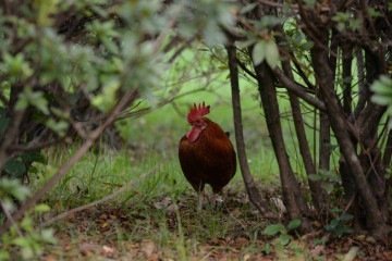 Conheça Chico, galo solitário que se tornou mascote do Parque Municipal - Tulio Santos/EM/D.A. Press.