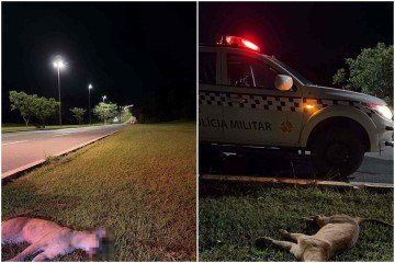 As equipes acionaram o Batalhão de Polícia Militar Ambiental do DF, que realizou a remoção do corpo na manhã desta terça-feira (7/4) -  (crédito: Divulgação/PMDF)