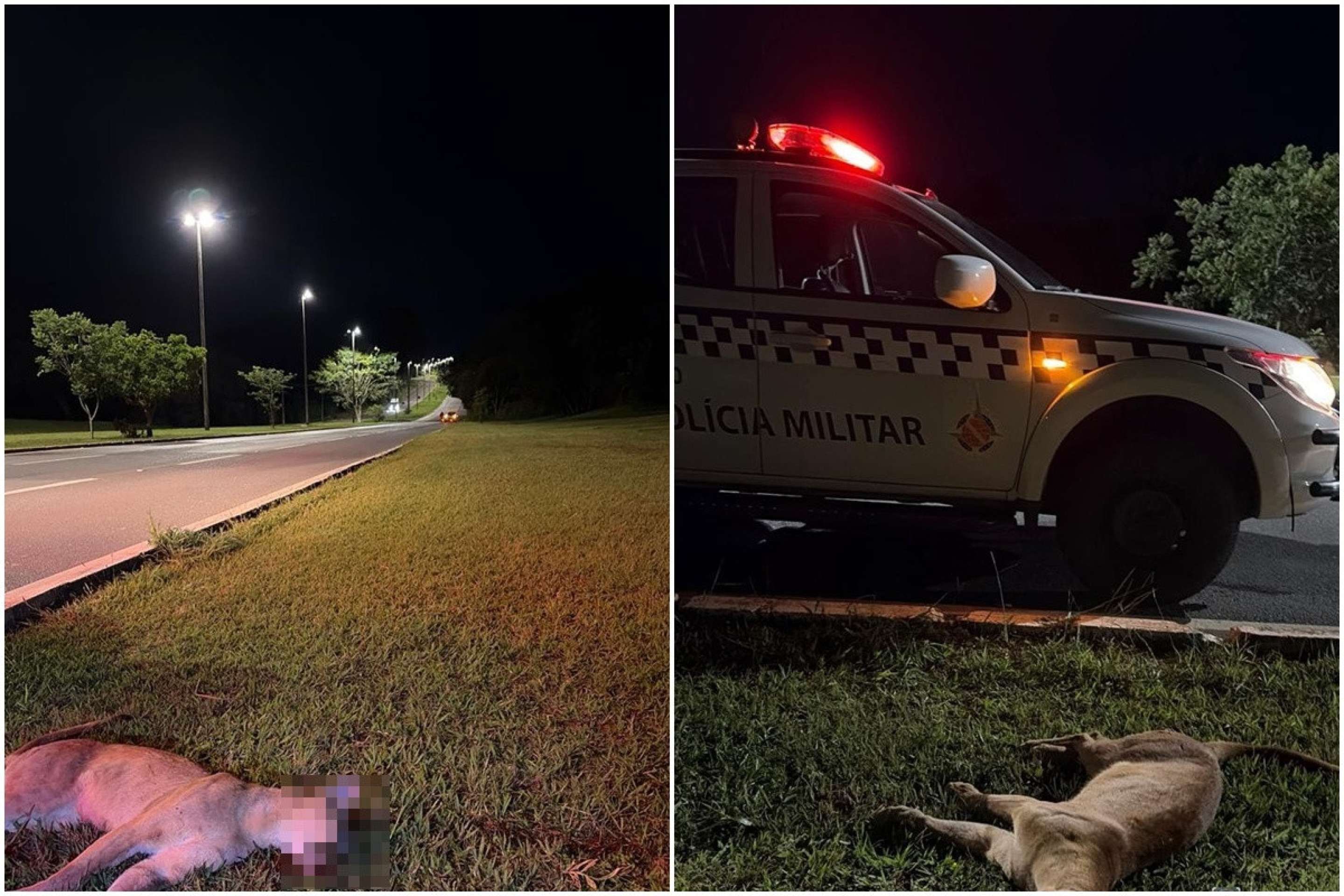 Habitat fragmentado pode explicar aparecimento de onça na L4 Norte