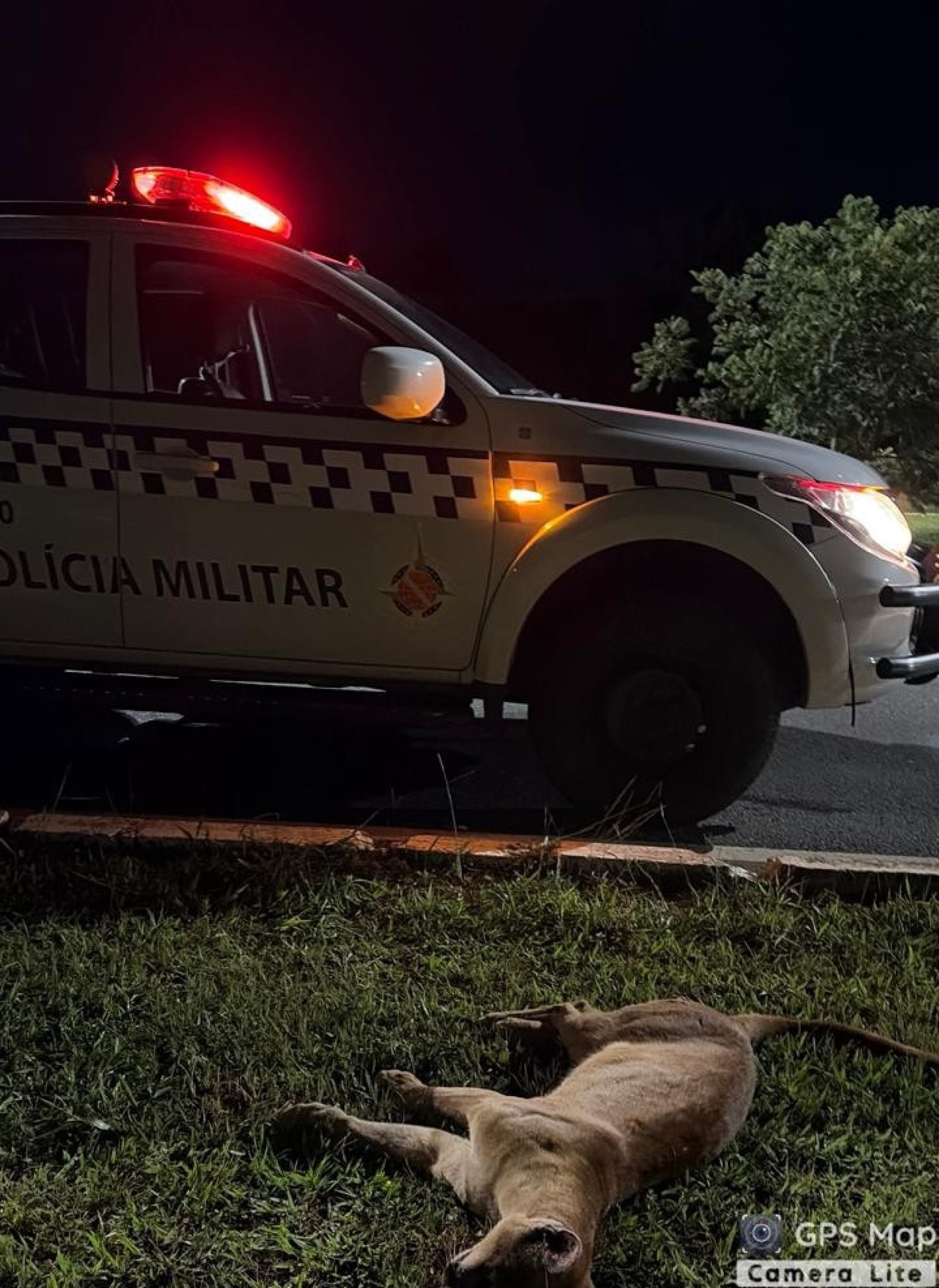 On&ccedil;a-parda foi atropelada por um carro de passeio na noite da &uacute;ltima segunda