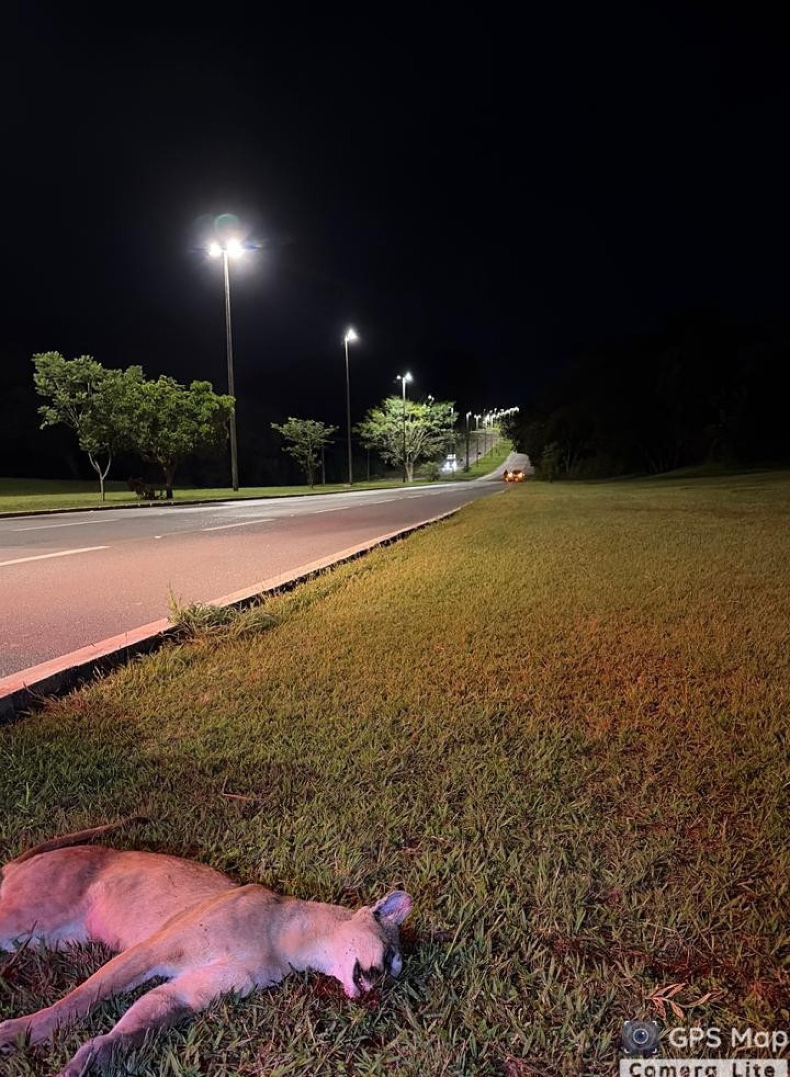 Ainda n&atilde;o h&aacute; confirma&ccedil;&atilde;o de que se trata da mesma on&ccedil;a avistada no Lago Norte no fim de semana